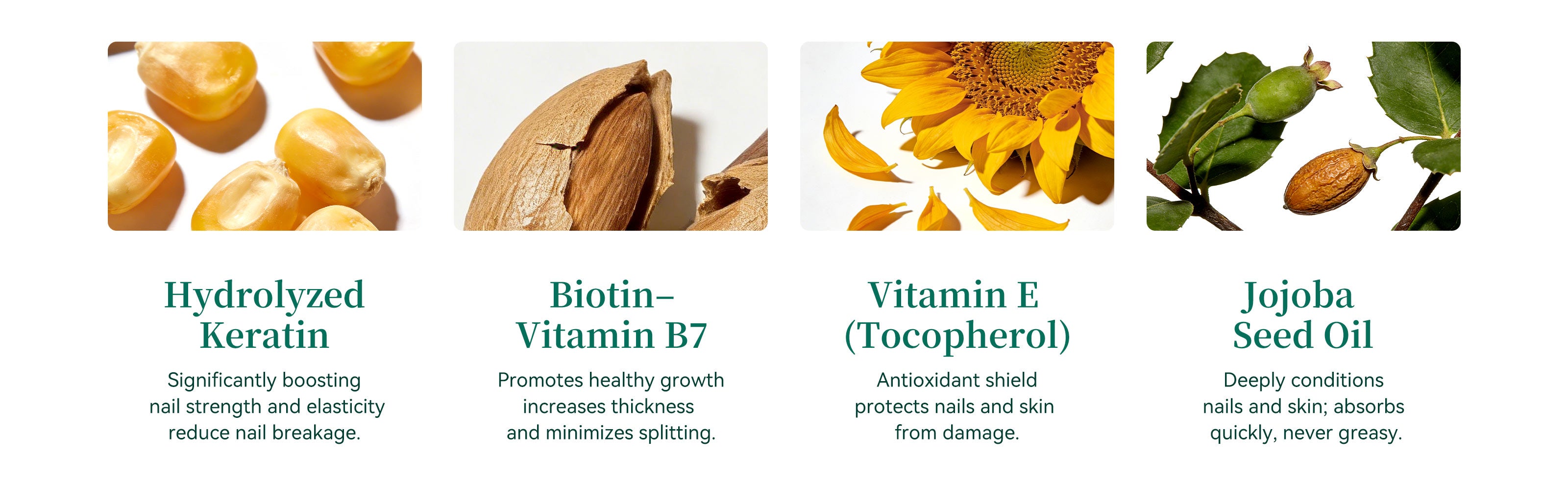 Hydrolyzed keratin, biotin, vitamin E and jojoba oil nail care ingredients illustration